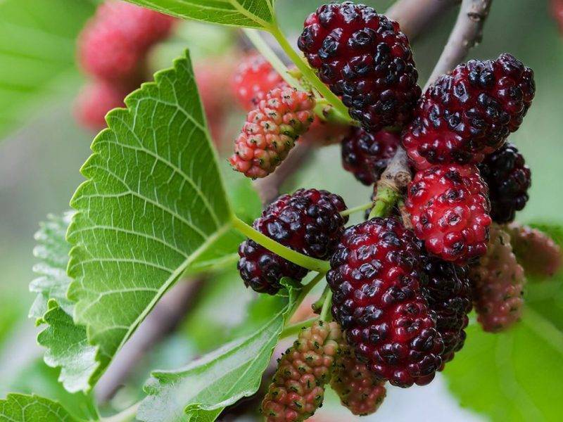 Шелковица купить саженцы из питомнике в Берёзовском