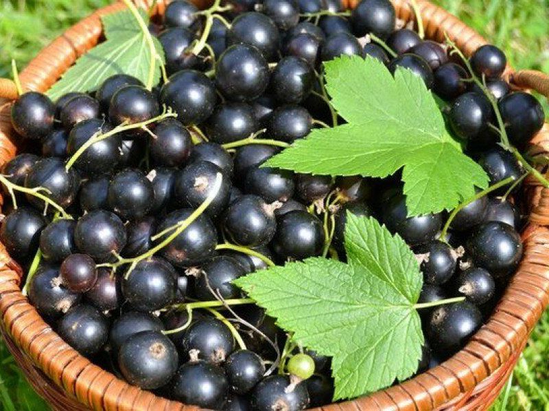 Смородина купить саженцы из питомника в Берёзовском
