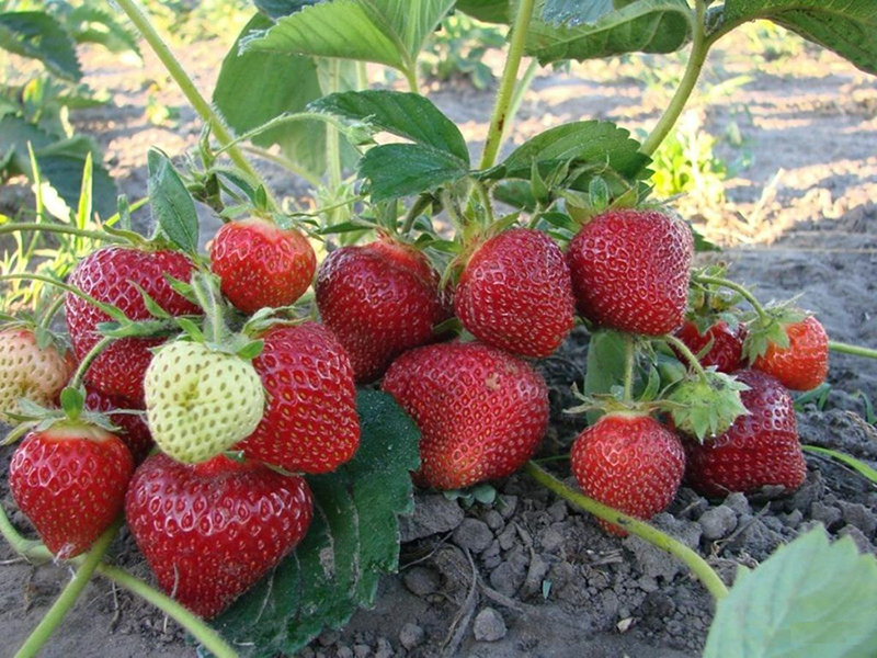 Клубника купить саженцы из питомника в Берёзовском