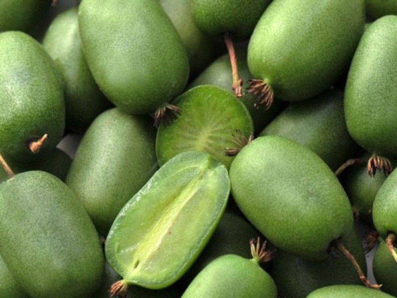 Актинидия купить саженцы из питомнике в Берёзовском