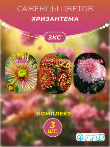 Хризантема Тула, Том Пирс, Принцесса Анна, 3 шт