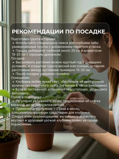 Саженцы клубники Гирлянда для подоконника 6 шт