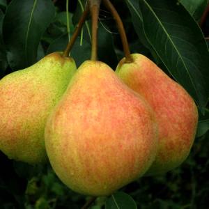Груша "ЛЮБИМИЦА КЛАППА"