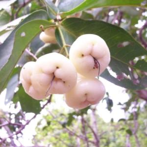 Яблоня "БЕЛАЯ РОЗА"